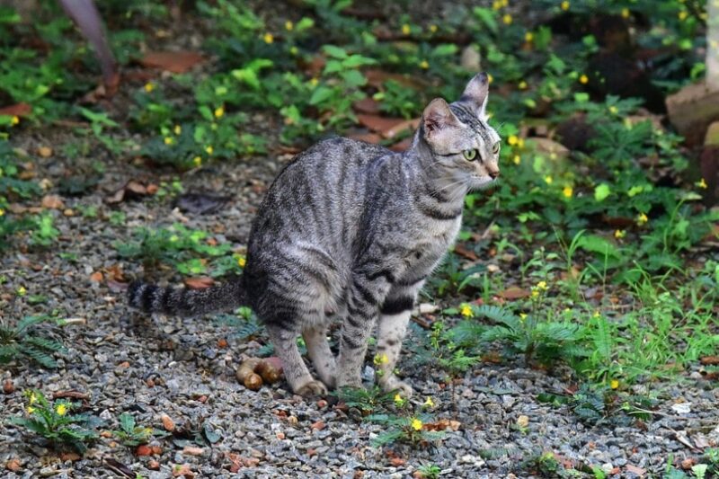 土壌中の猫の糞を中和する方法?